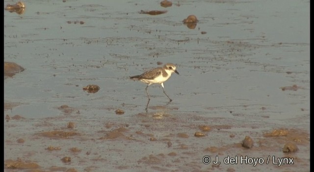 Tibetan Sand-Plover - ML201364211