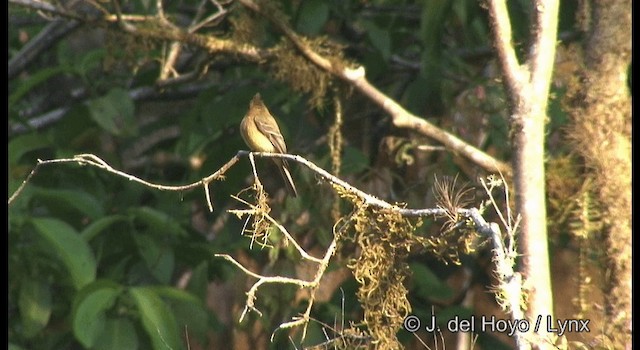 Moucherolle huppé (phaeocercus/tenuirostris) - ML201364231