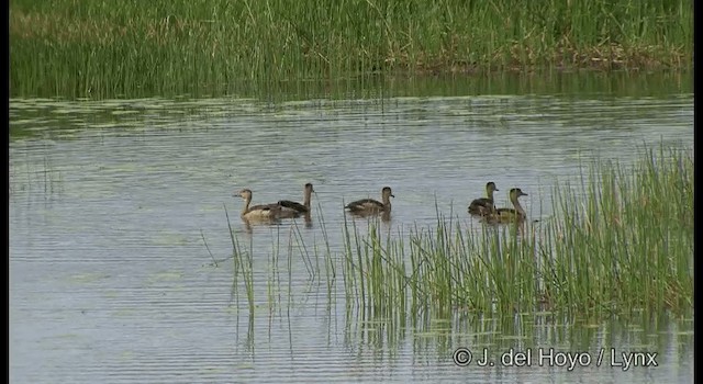 Lesser Whistling-Duck - ML201364241