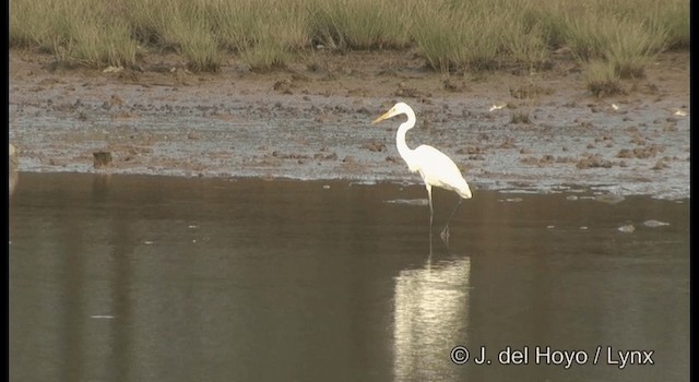 Great Egret (modesta) - ML201364261