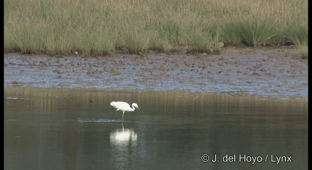 Little Egret (Western) - ML201364281