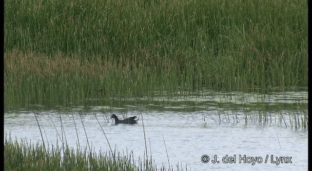 Eurasian Moorhen - ML201364291