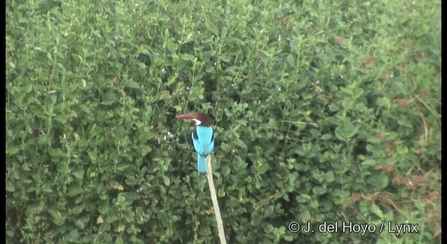 White-throated Kingfisher - ML201364321