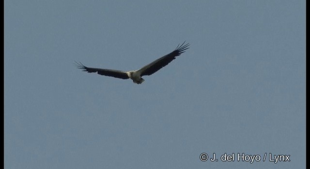 Белобрюхий орлан - ML201364341