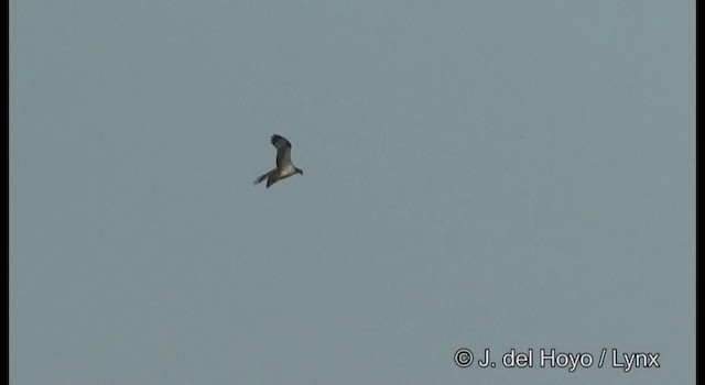 Osprey (haliaetus) - ML201364351