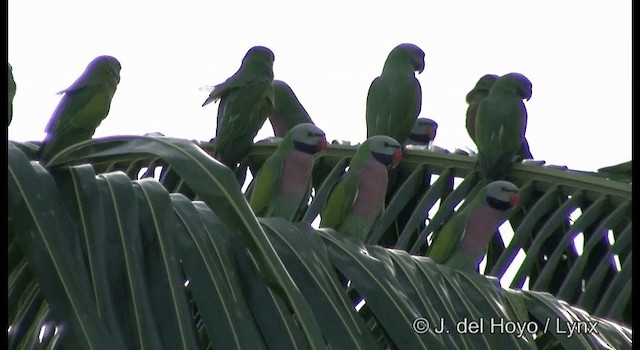 Red-breasted Parakeet - ML201364421