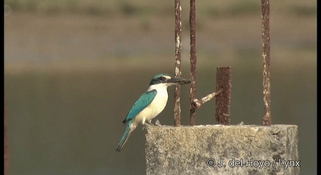 Collared Kingfisher (Oriental) - ML201364441