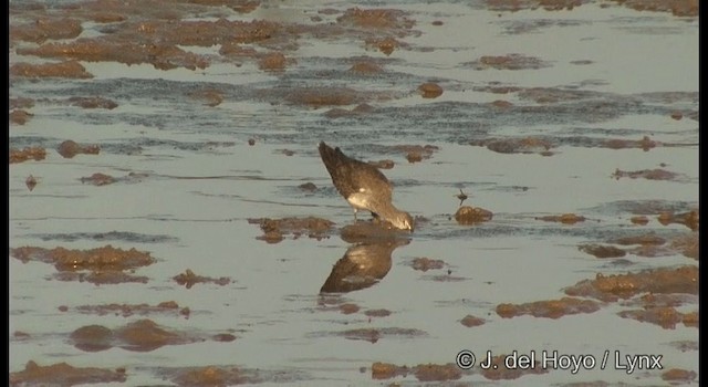 Common Redshank - ML201364471