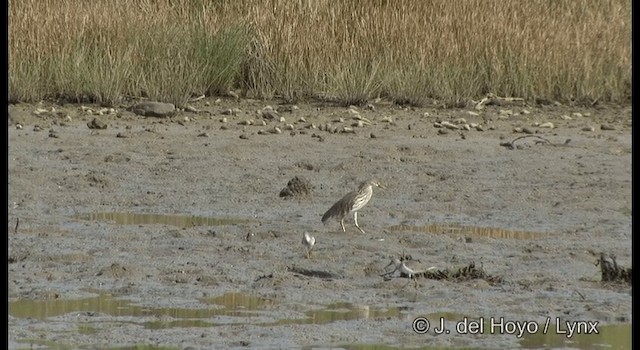 Common Redshank - ML201364481