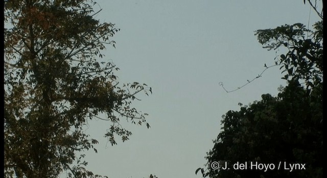 Plume-toed Swiftlet - ML201364611