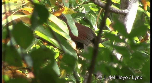 Andaman Coucal - ML201364621