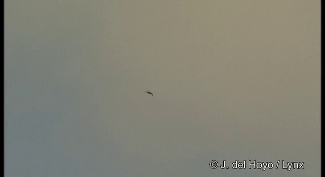 Plume-toed Swiftlet - ML201364661