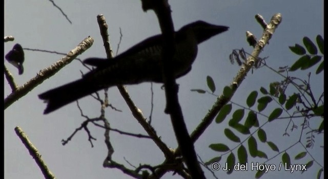 Andaman Cuckooshrike - ML201364671