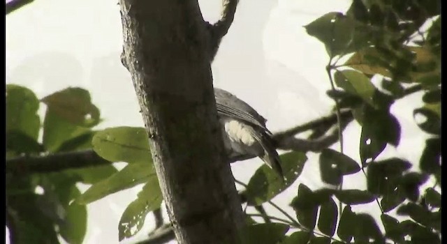 Large Cuckooshrike (Large) - ML201364681