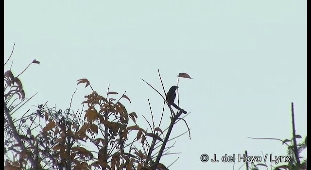 Andaman Treepie - ML201364701