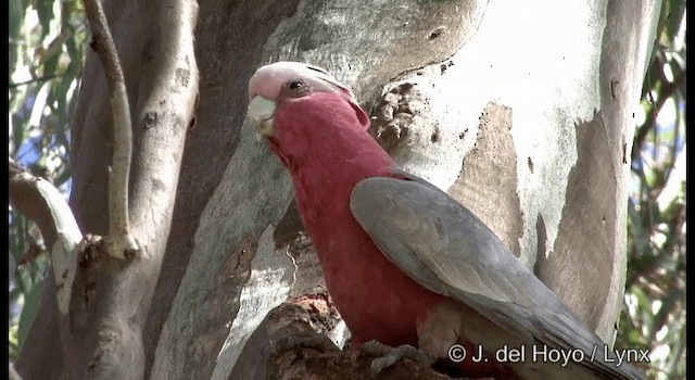 Galah - ML201364761