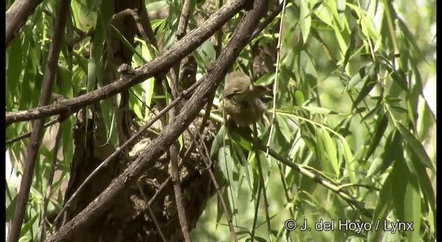 マミジロヤブムシクイ（frontalis グループ） - ML201364781