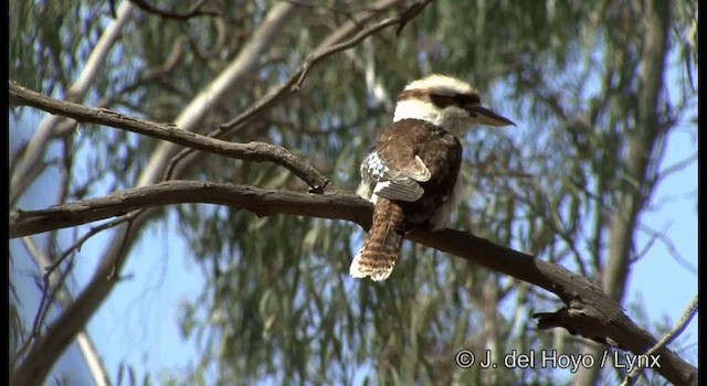 Laughing Kookaburra - ML201364821