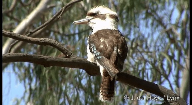 Laughing Kookaburra - ML201364841