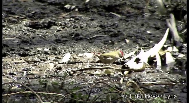 Red-browed Firetail - ML201364861