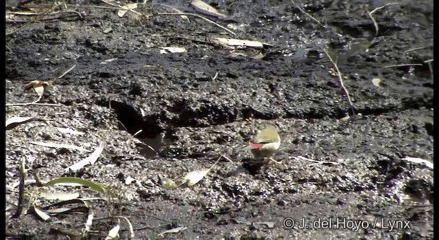 Red-browed Firetail - ML201364881