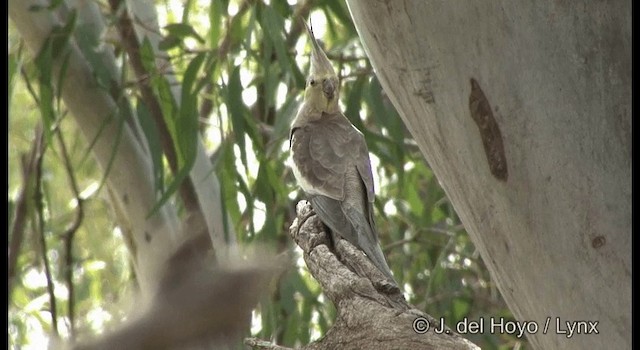 Cockatiel - ML201364891