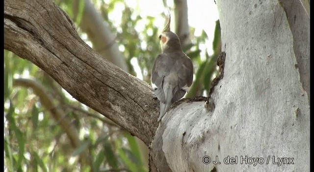 Cockatiel - ML201364911