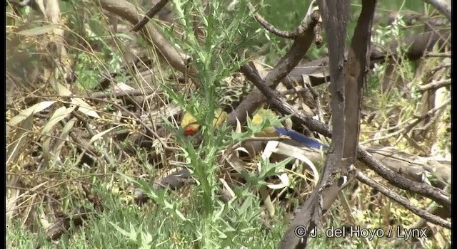 rødrosella (flaveolus) (gulrosella) - ML201364931