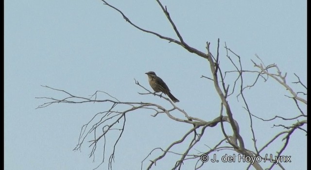 Spiny-cheeked Honeyeater - ML201364991