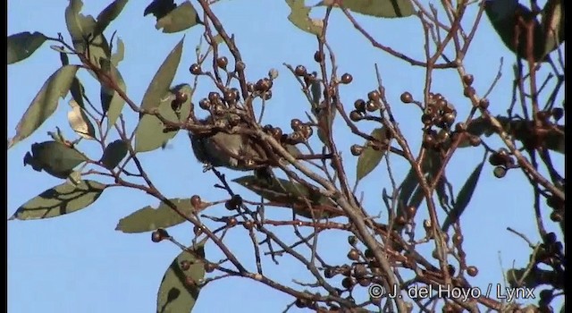 Inland Thornbill - ML201365001