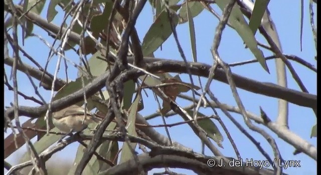 Chestnut-rumped Thornbill - ML201365011