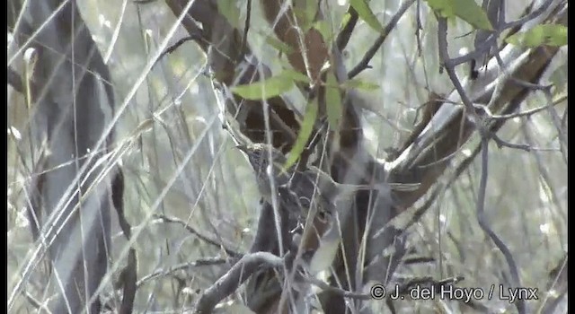 Striated Grasswren - ML201365051