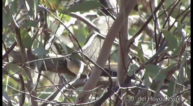 Striated Grasswren - ML201365061