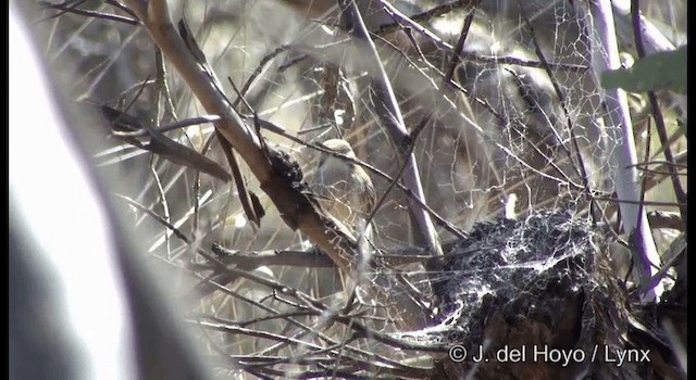 Striated Grasswren - ML201365071