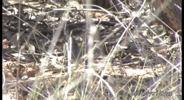 Striated Grasswren - ML201365081