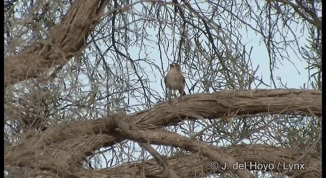 Cariblanco Meridional - ML201365091