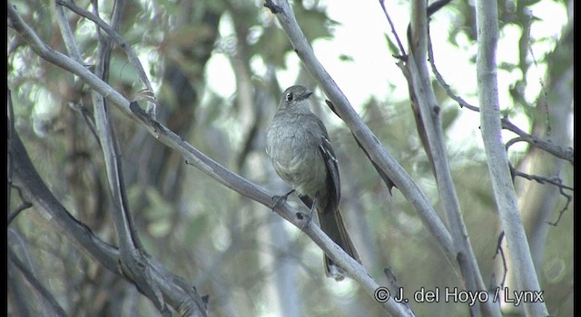 Southern Scrub-Robin - ML201365191