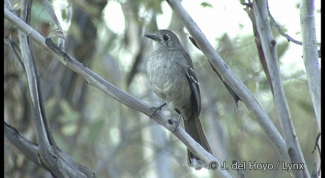 Southern Scrub-Robin - ML201365201