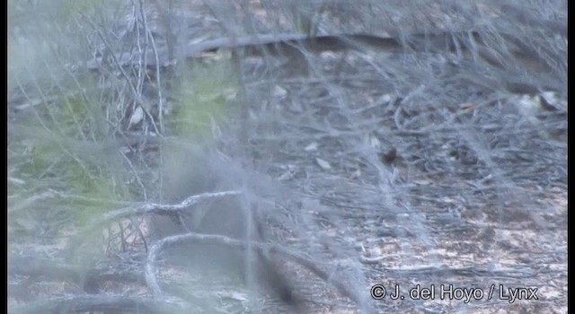 Southern Scrub-Robin - ML201365211