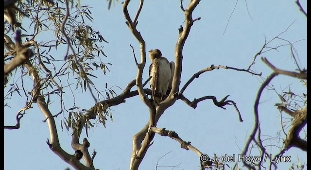 Австралийский орёл-карлик - ML201365261