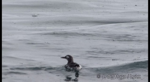 Spectacled Guillemot - ML201365301