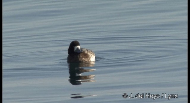 Greater Scaup - ML201365321