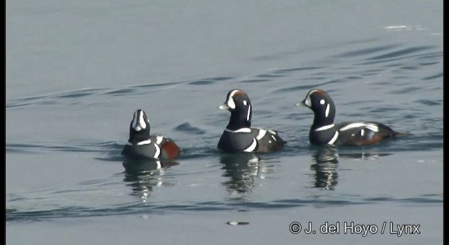 Harlequin Duck - ML201365421