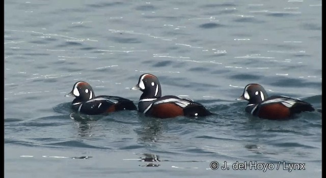 Harlequin Duck - ML201365441