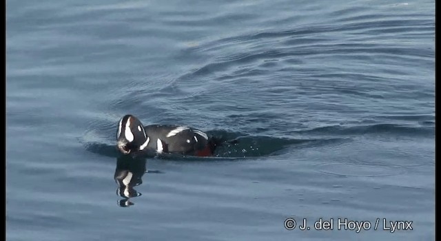 Harlequin Duck - ML201365451