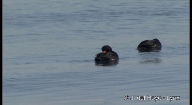 Black Scoter - ML201365461