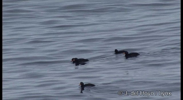 Black Scoter - ML201365491