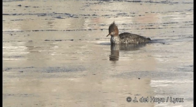 Red-breasted Merganser - ML201365601