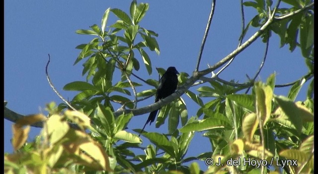 White-eyed Starling - ML201365621