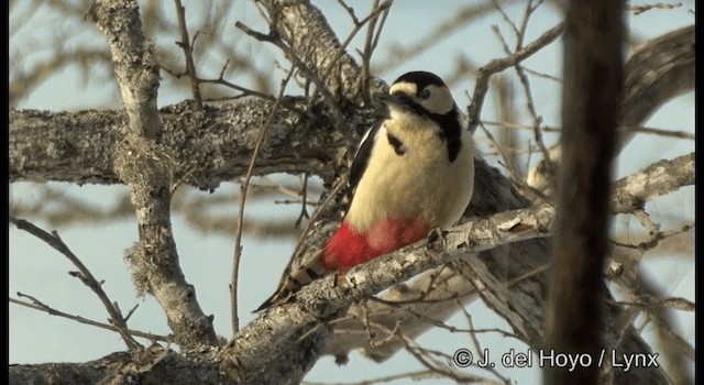 Great Spotted Woodpecker (japonicus) - ML201365701